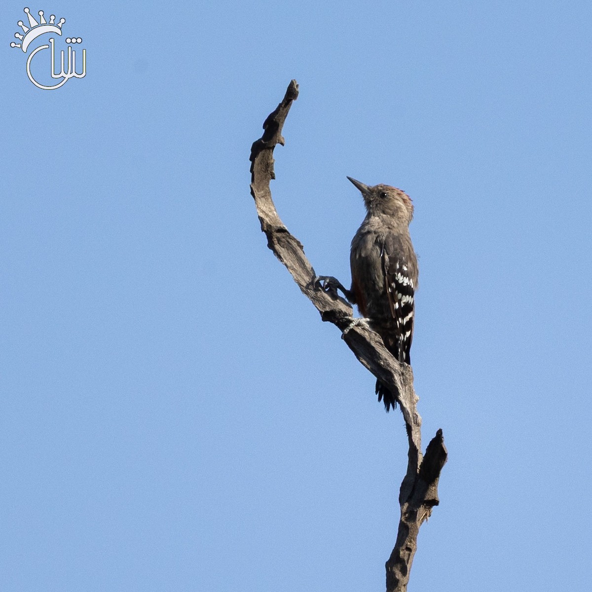Arabian Woodpecker - ML641545185