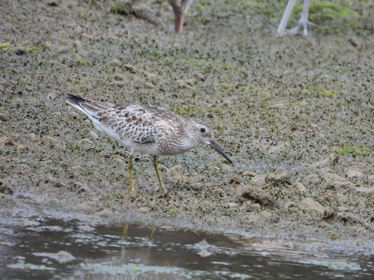 jespák velký - ML641545206