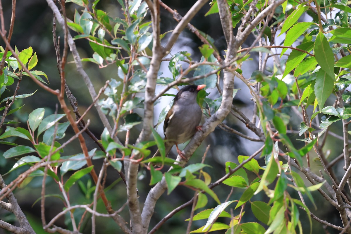 Bush Blackcap - ML641545237