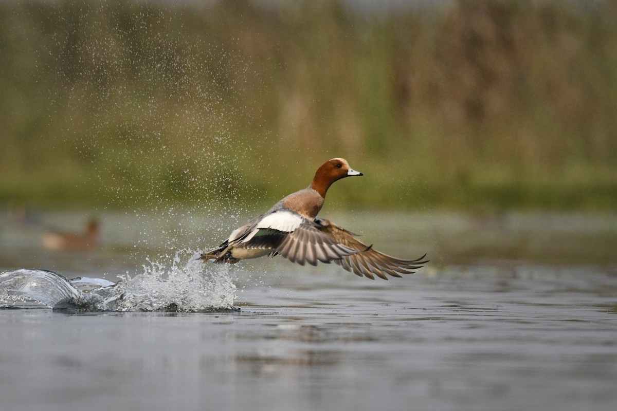 Eurasian Wigeon - ML641545238