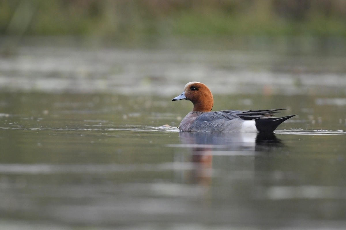 Eurasian Wigeon - ML641545239