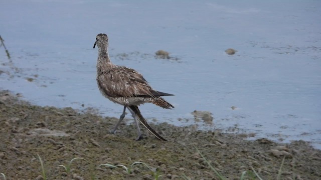 チュウシャクシギ - ML641545244