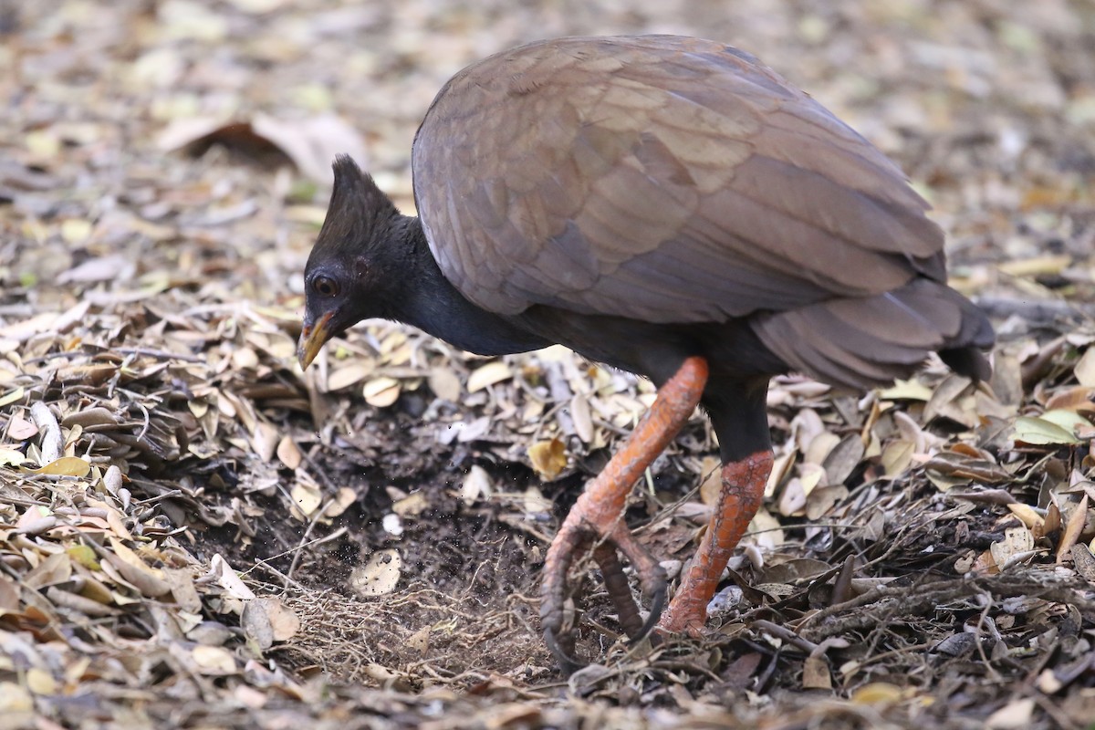 Orange-footed Megapode - ML641545245