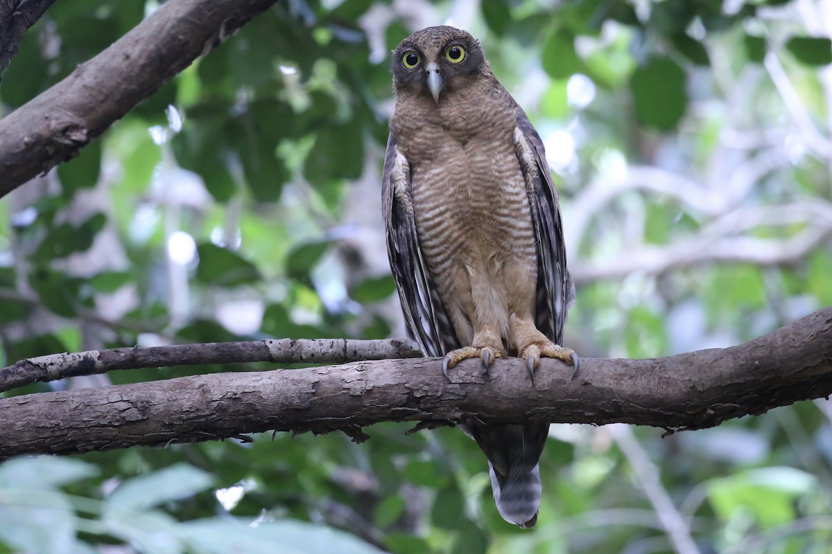 Rufous Owl - ML641545248