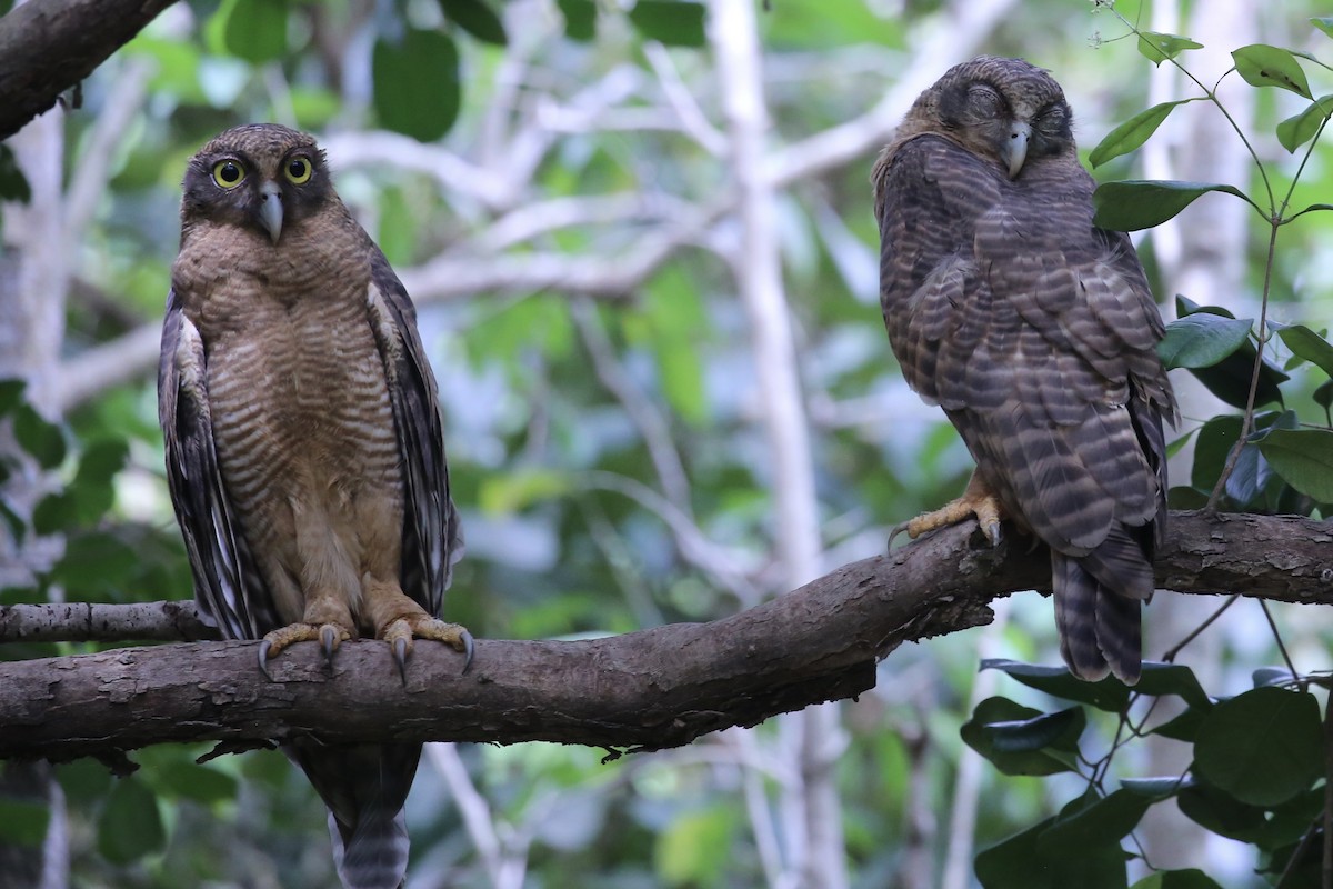 Rufous Owl - ML641545249