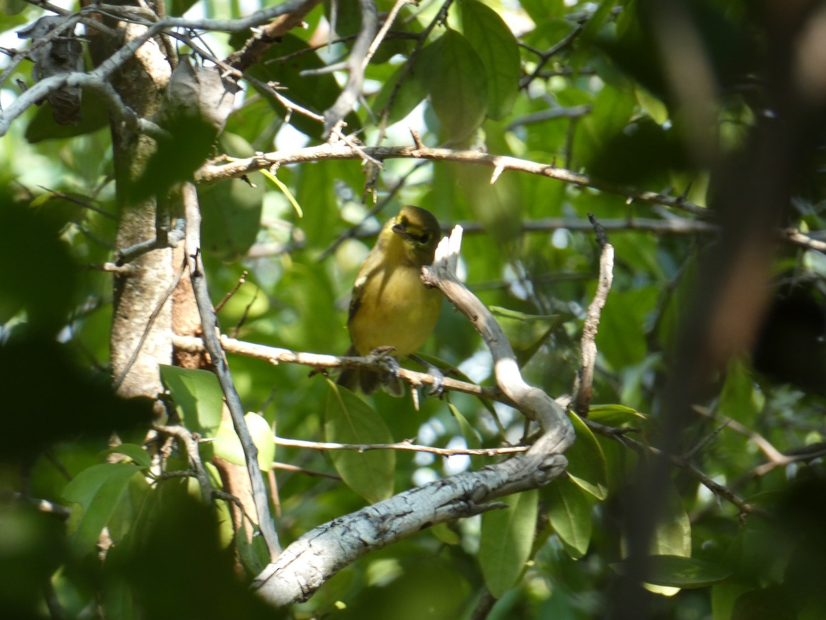 Thick-billed Vireo - ML641545253