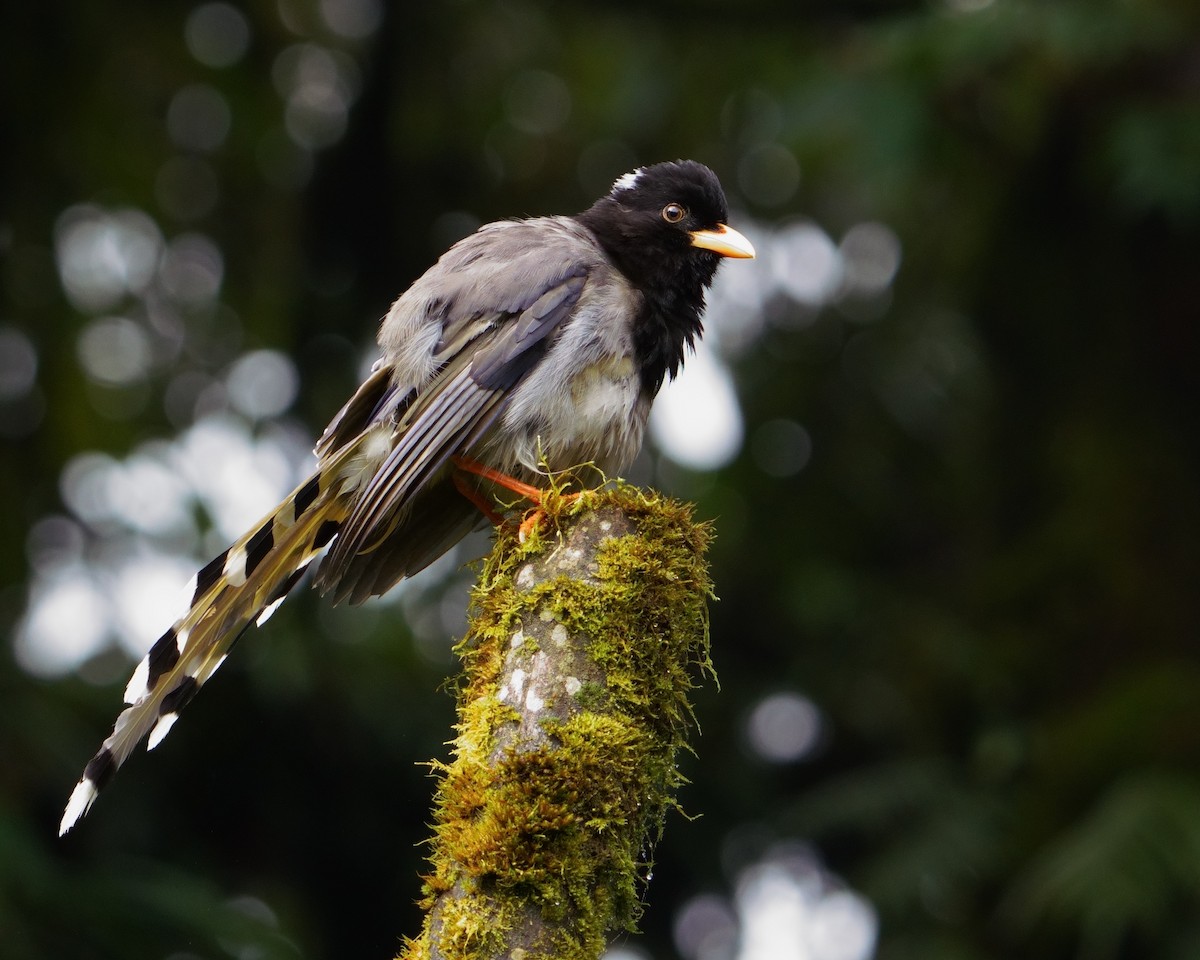 Yellow-billed Blue-Magpie - ML641545255