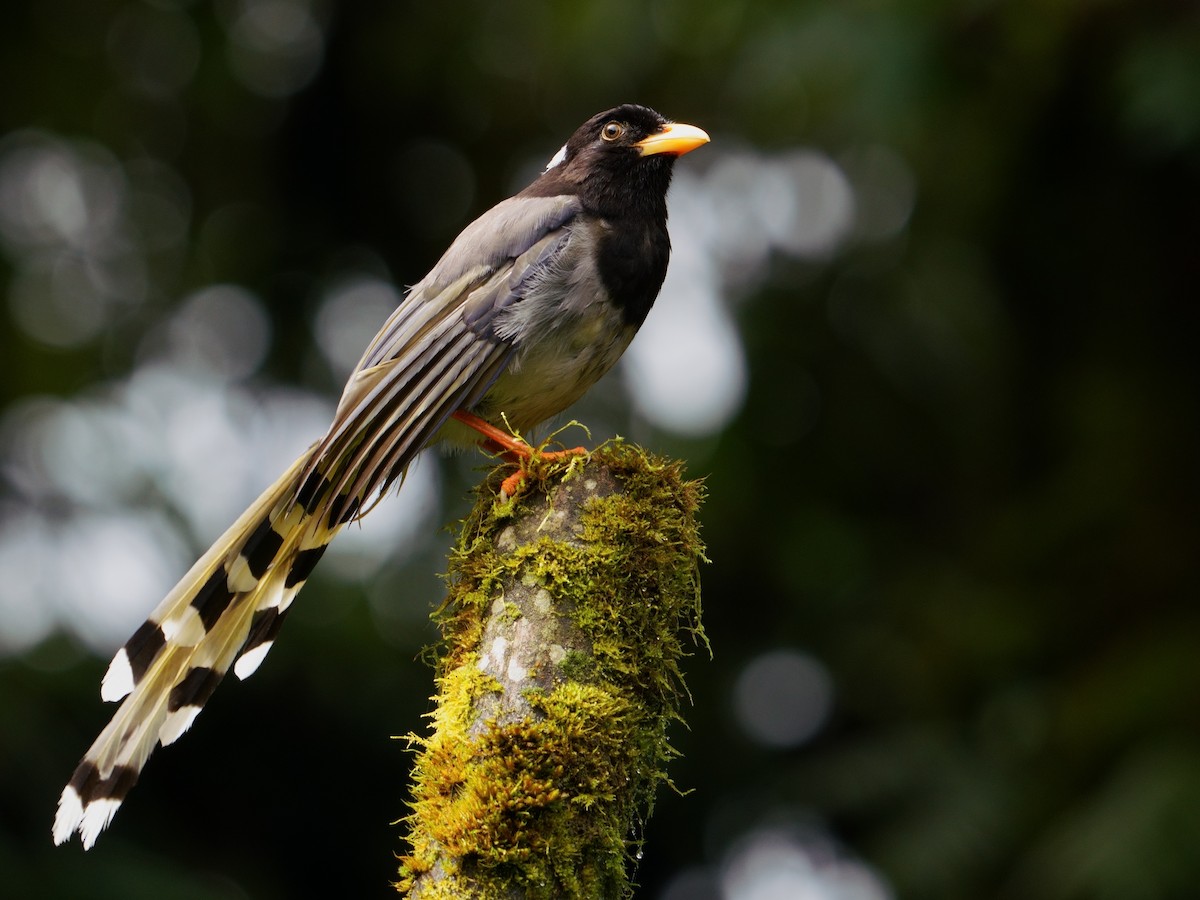Yellow-billed Blue-Magpie - ML641545256