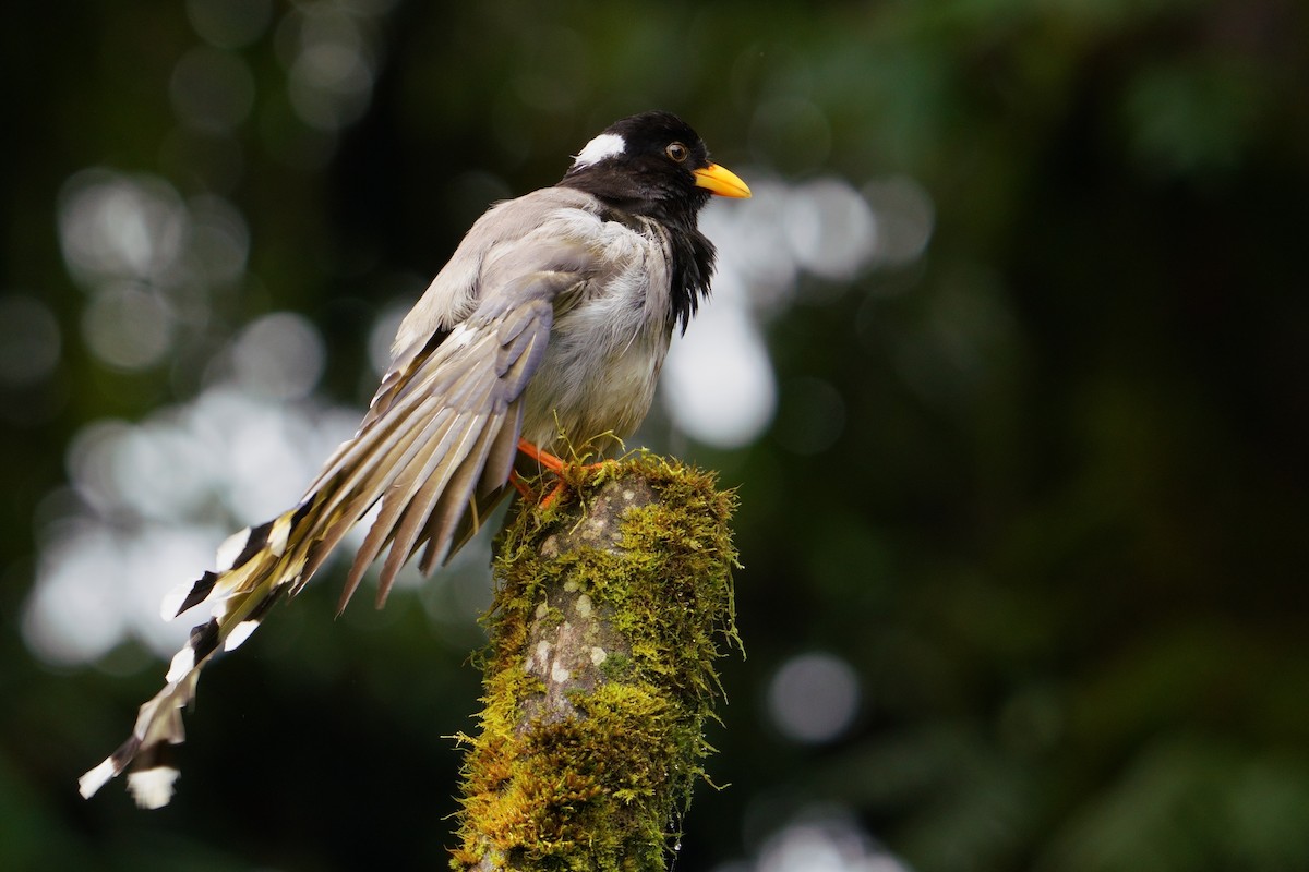 Yellow-billed Blue-Magpie - ML641545257
