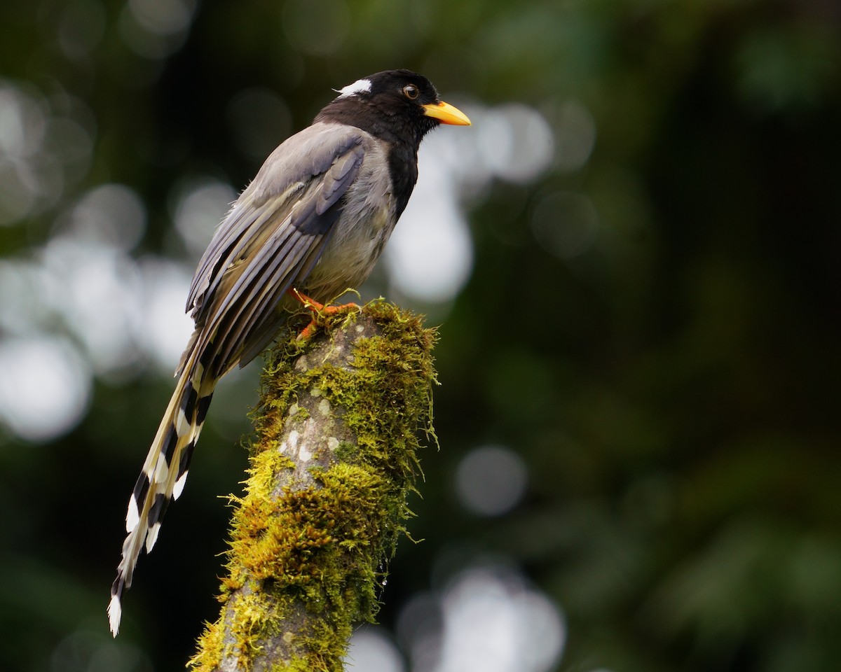 Yellow-billed Blue-Magpie - ML641545258