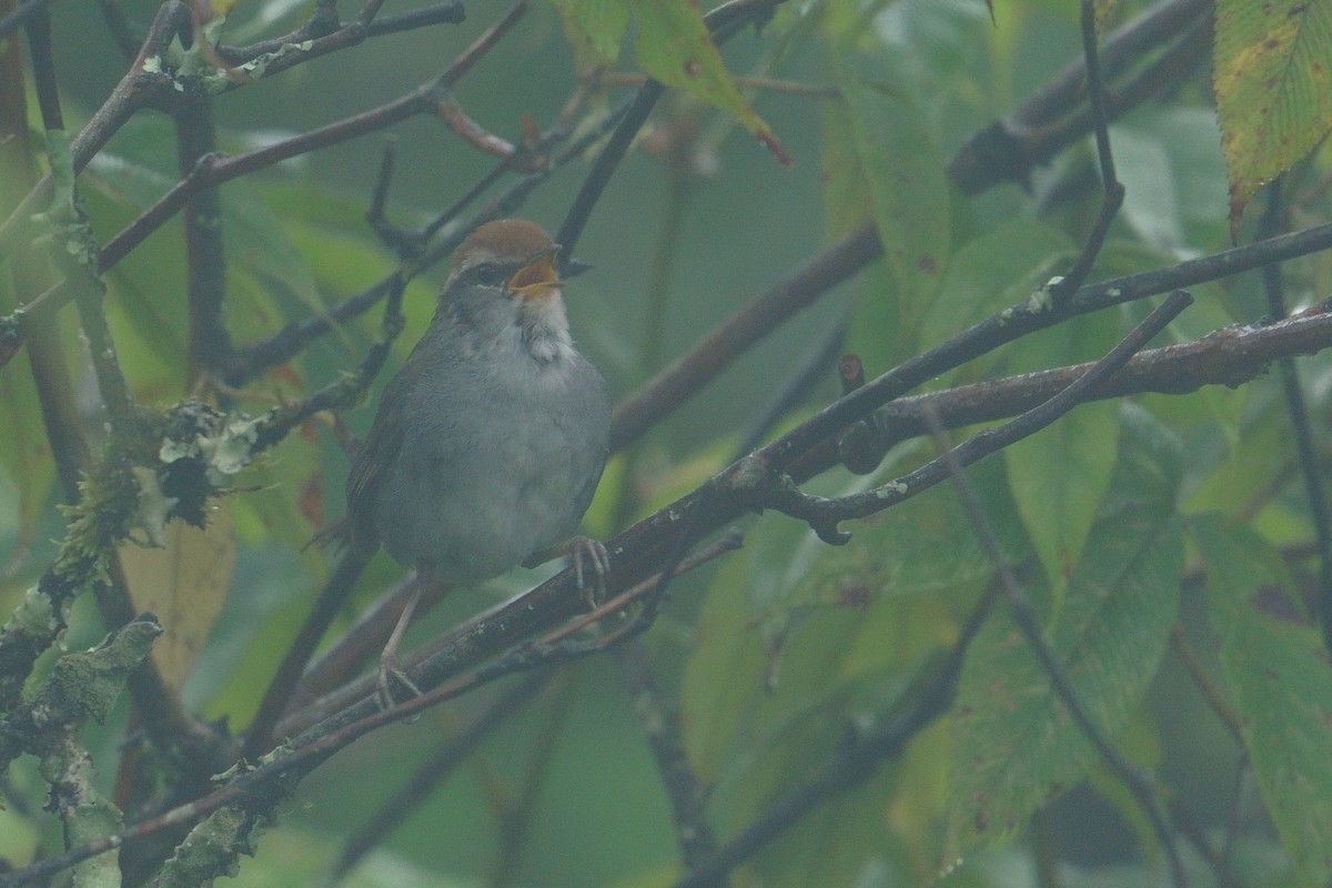 Gray-sided Bush Warbler - ML641545269