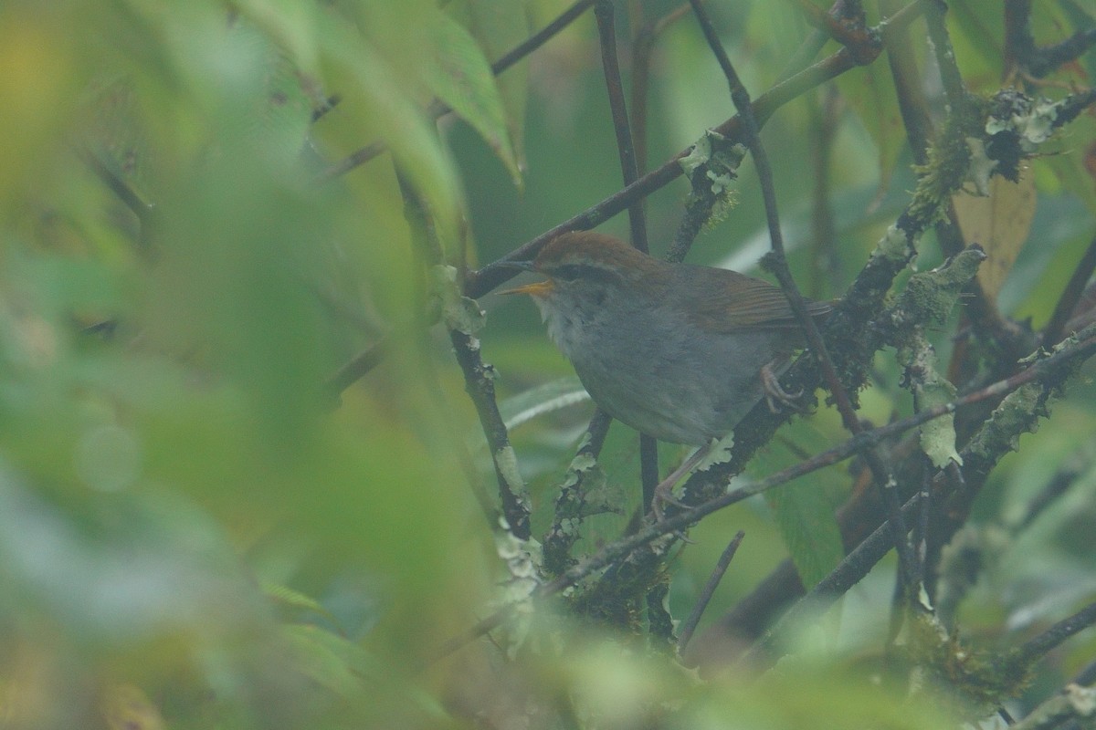 Gray-sided Bush Warbler - ML641545271