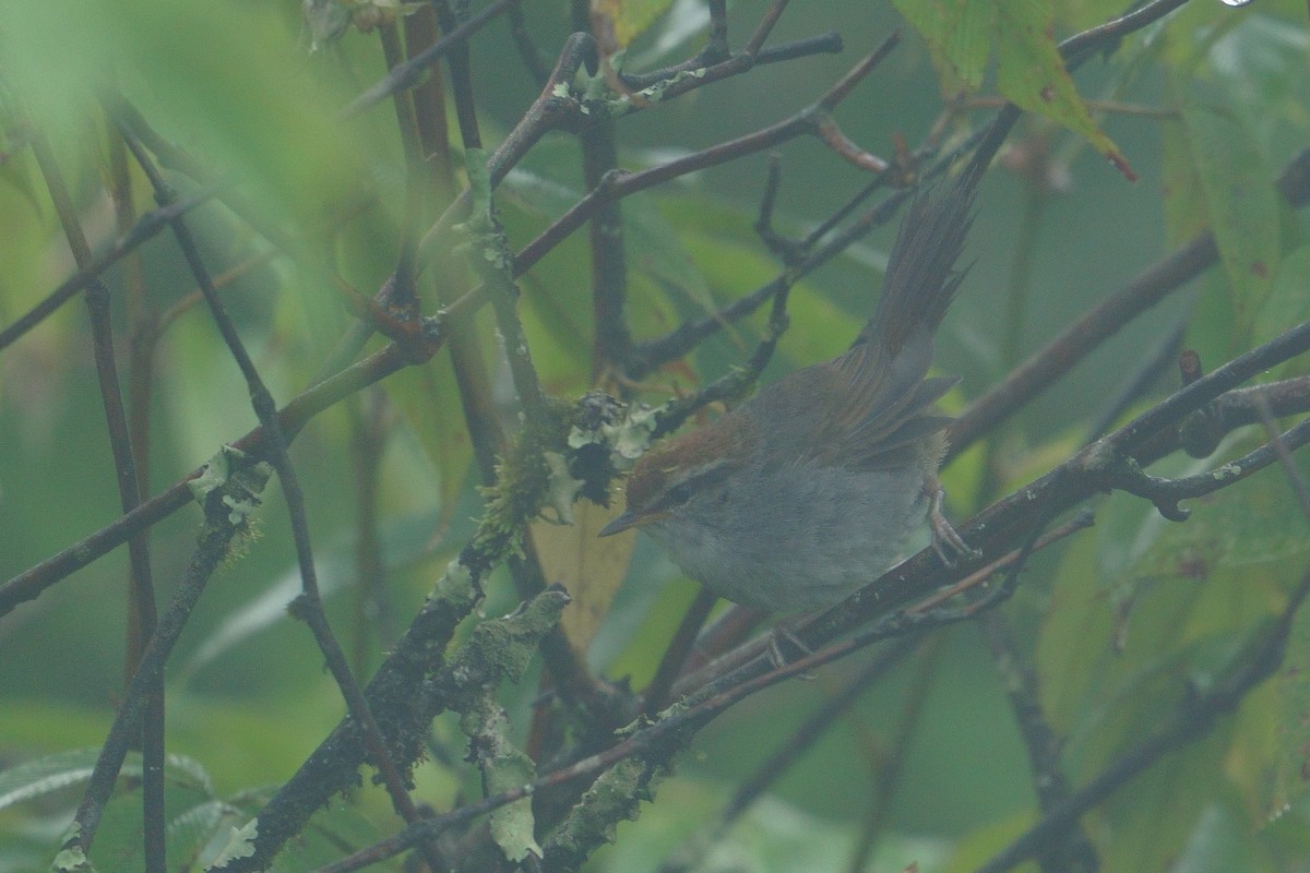 Gray-sided Bush Warbler - ML641545272
