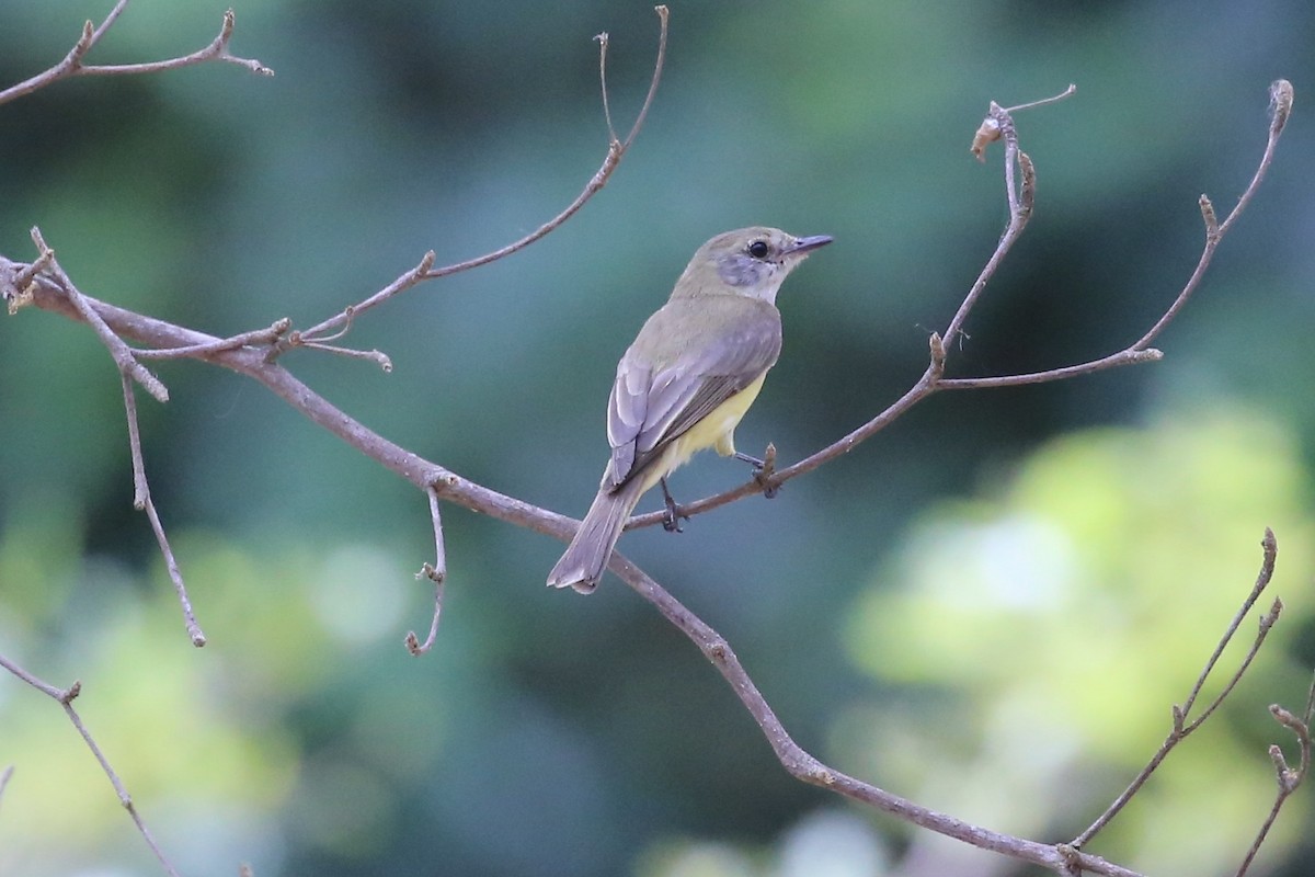 Limonenbauchschnäpper [flavigaster-Gruppe] - ML641545275