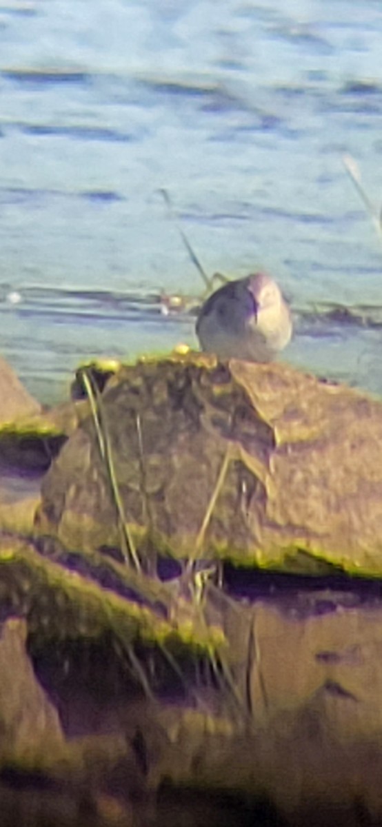 Calidris sp. - ML641545281