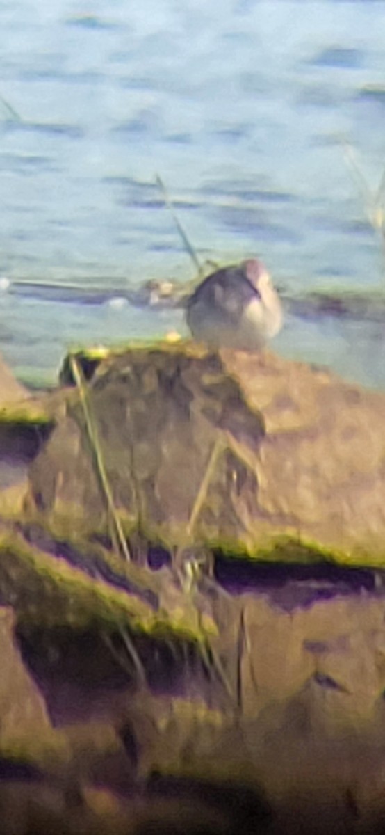 Calidris sp. - ML641545283