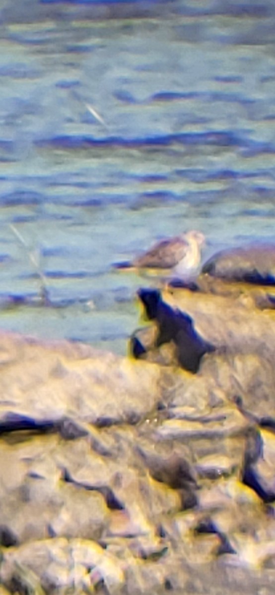 Calidris sp. - ML641545285