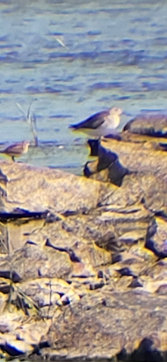 Calidris sp. - ML641545287