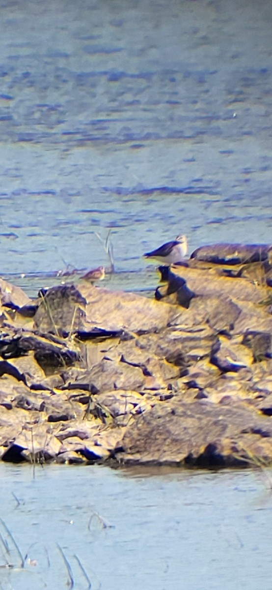 Calidris sp. - ML641545289