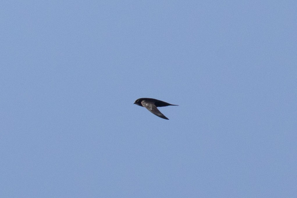 African Swift (African) - ML641545330