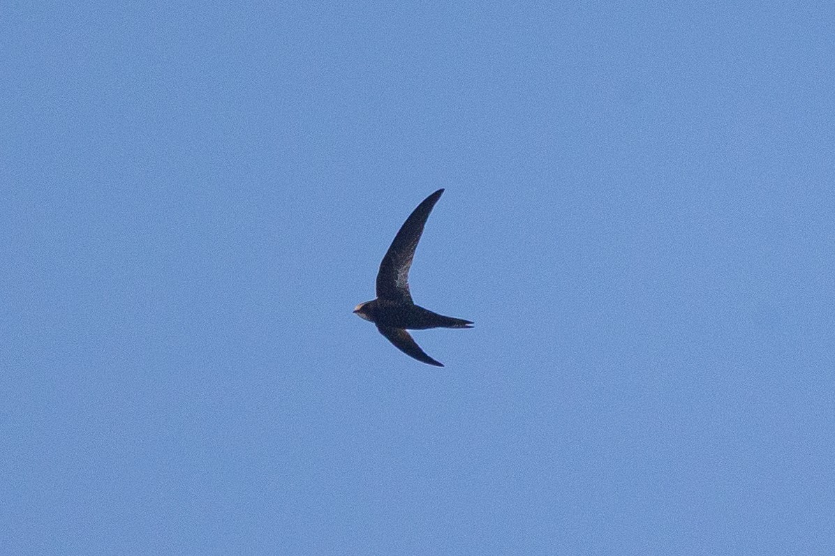 African Swift (African) - ML641545331