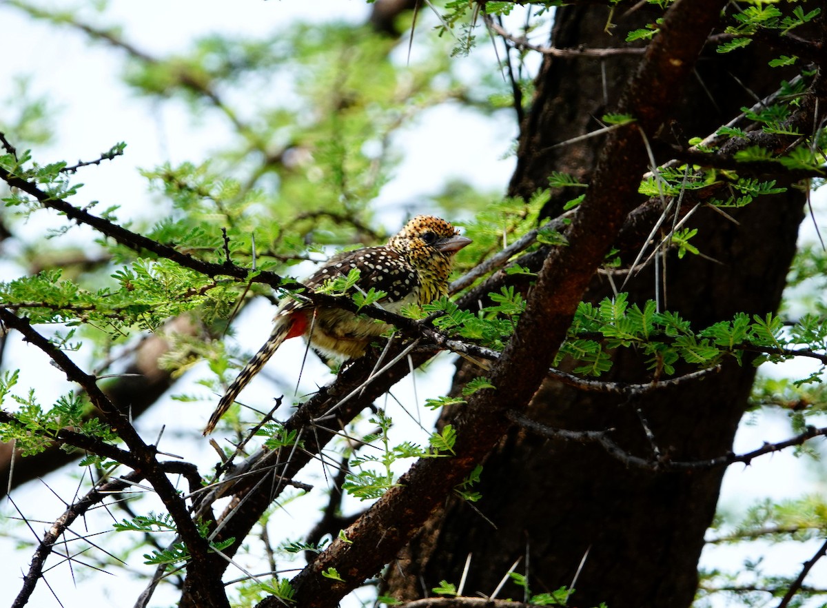 D'Arnaud's Barbet (D'Arnaud's) - ML641545332