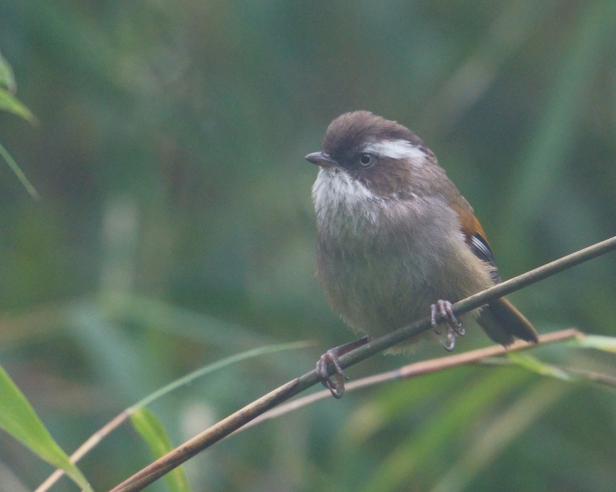 White-browed Fulvetta - ML641545336