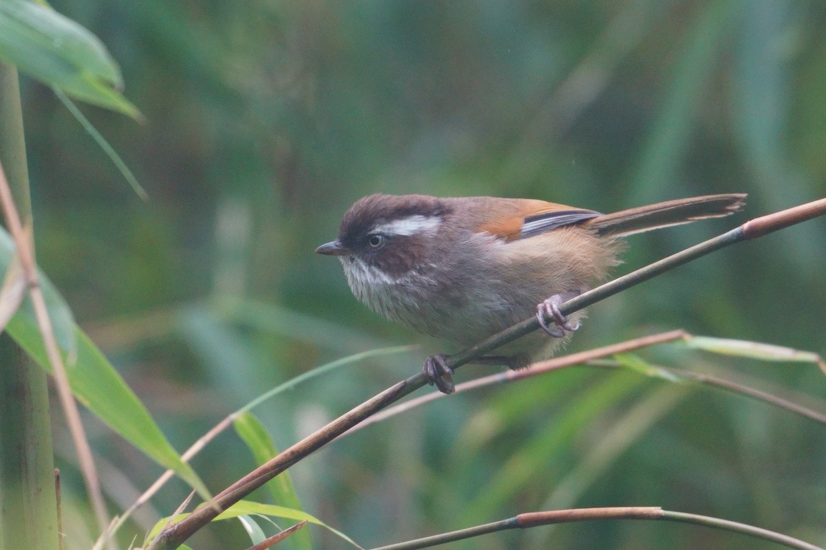 White-browed Fulvetta - ML641545337