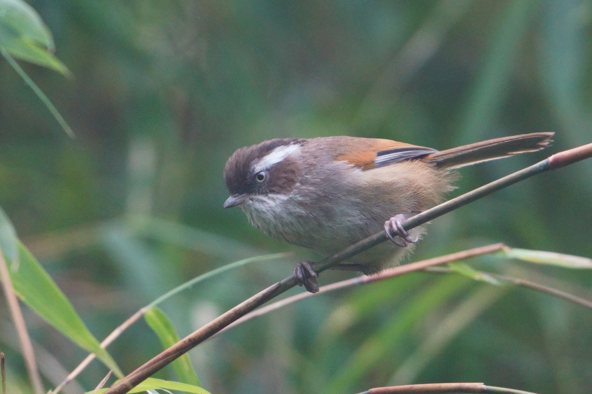 White-browed Fulvetta - ML641545338