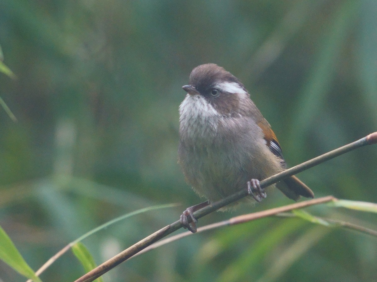 White-browed Fulvetta - ML641545339