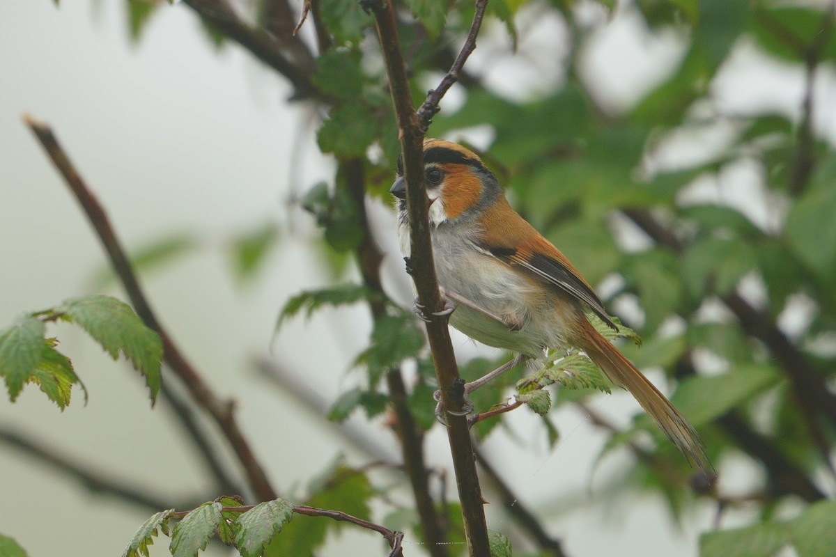 Black-throated Parrotbill - ML641545341