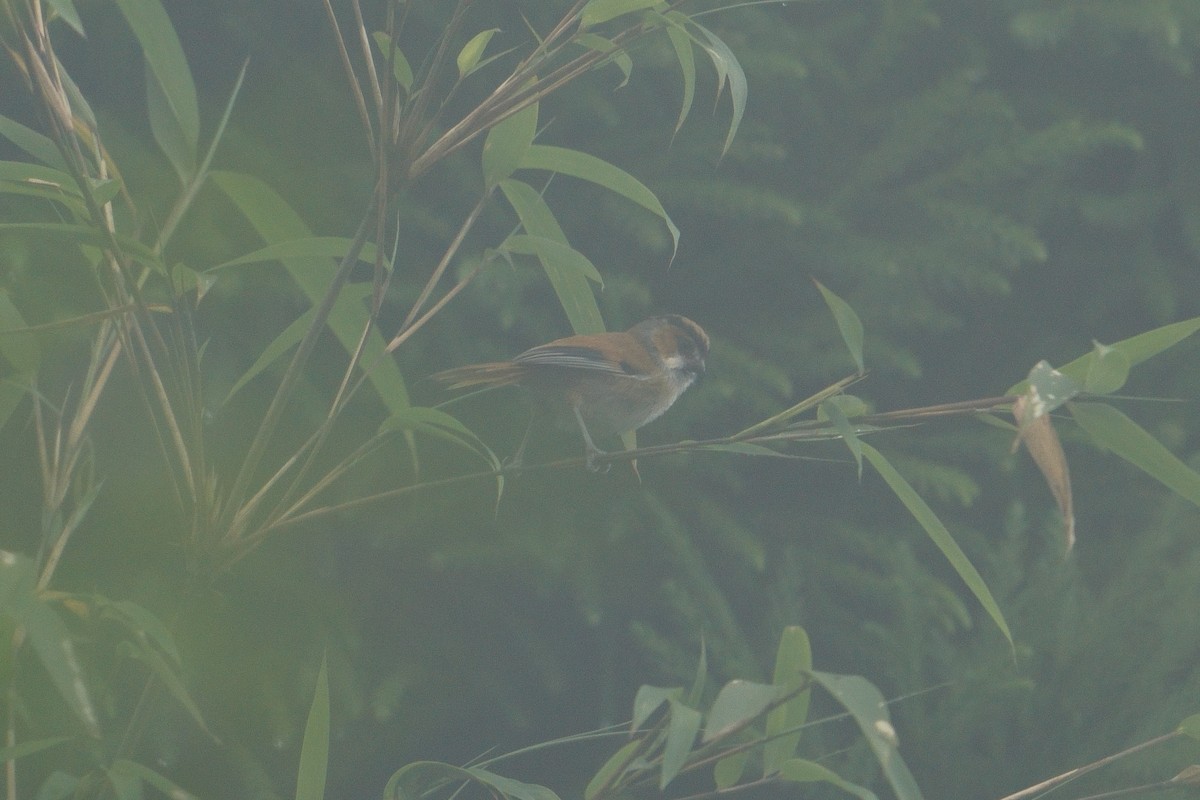 Black-throated Parrotbill - ML641545342