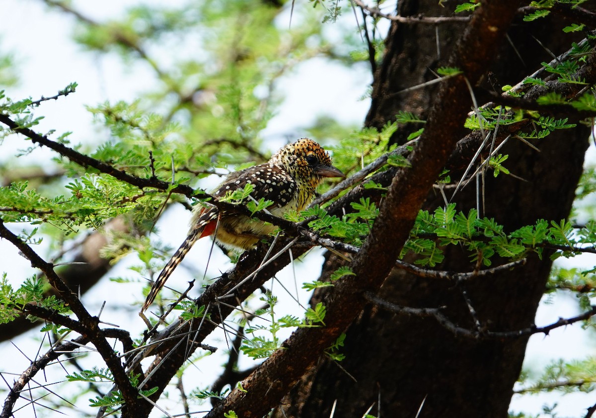 D'Arnaud's Barbet (D'Arnaud's) - ML641545343