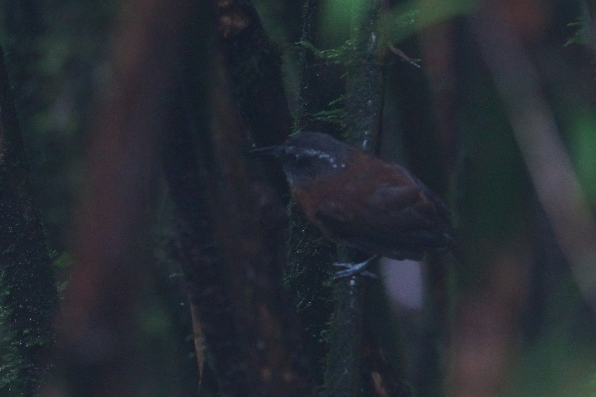 Slender-billed Scimitar-Babbler - ML641545345