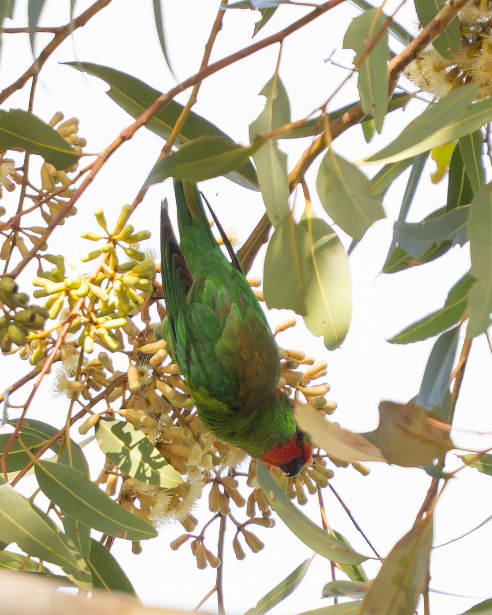 Little Lorikeet - ML641545349