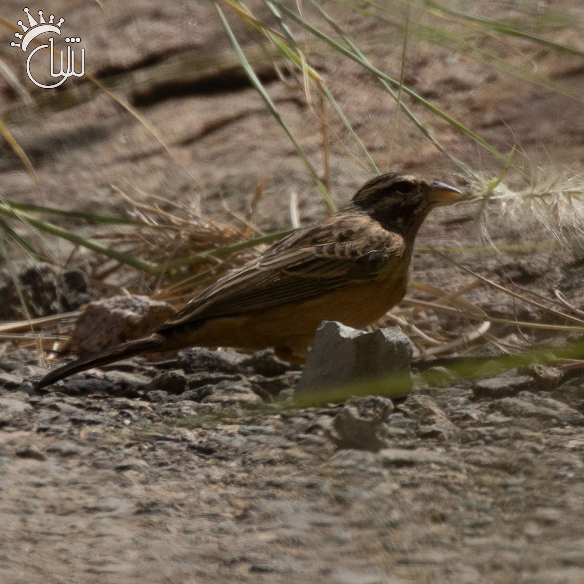 Cinnamon-breasted Bunting - ML641545385