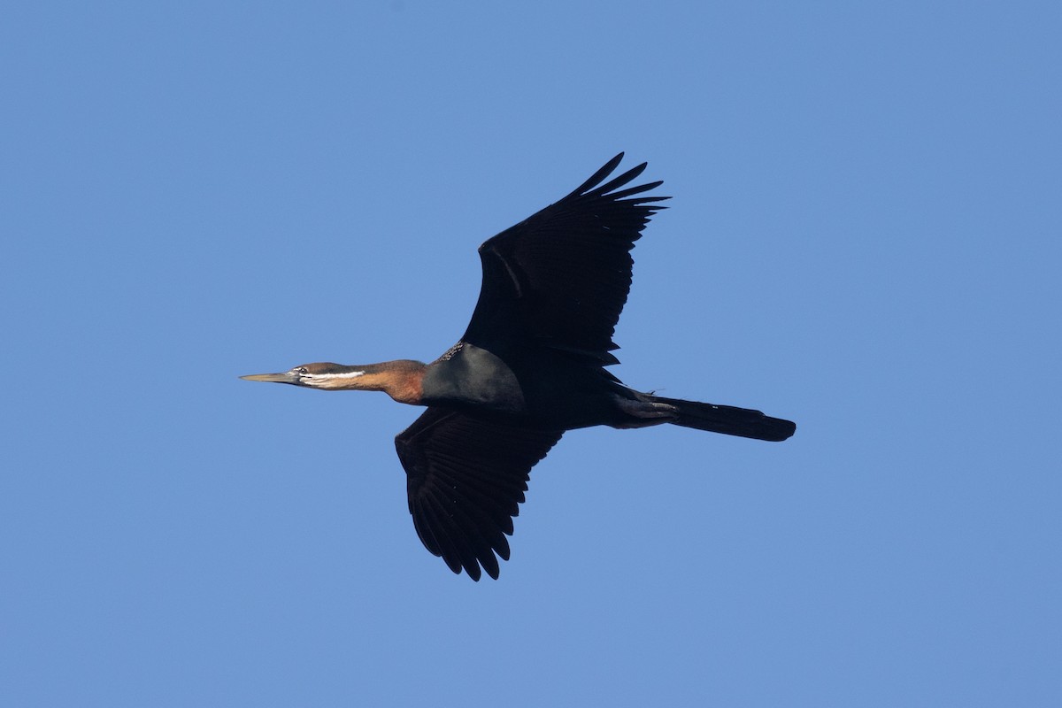 African Darter - ML641545388