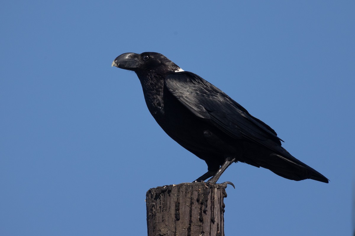 White-necked Raven - ML641545398