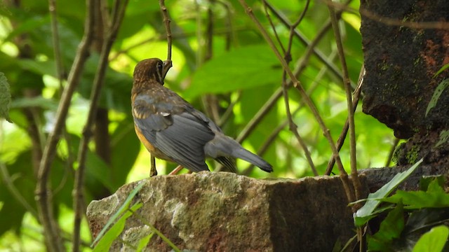 Orange-headed Thrush - ML641545400