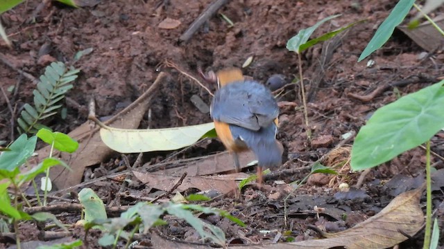 Orange-headed Thrush - ML641545403