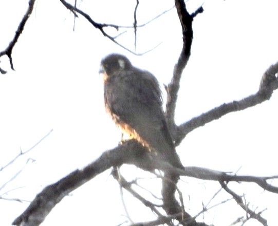 Australian Hobby - ML641545418