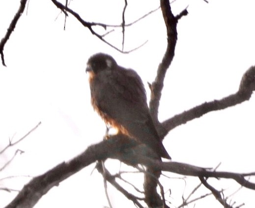 Australian Hobby - ML641545419