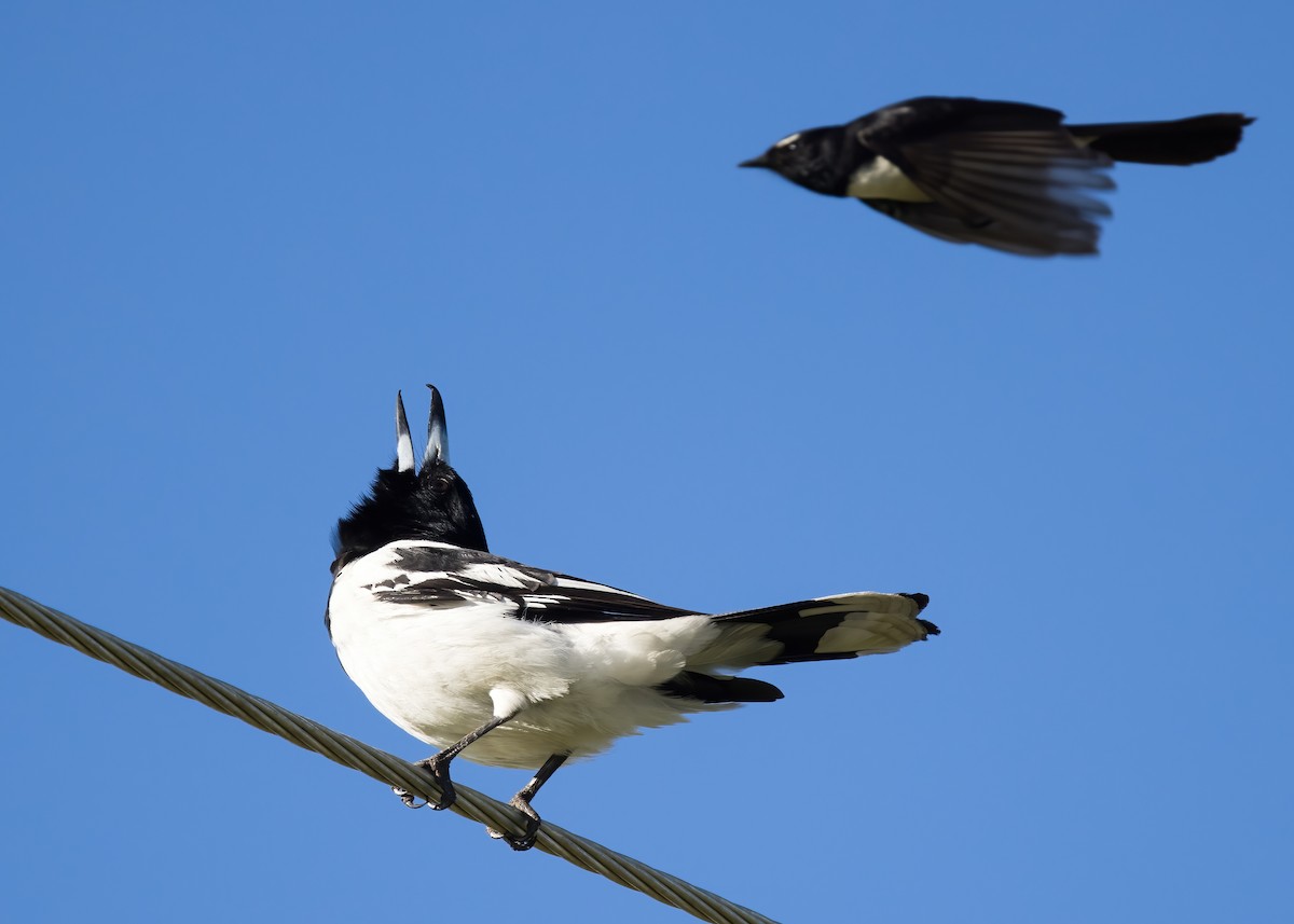 Pied Butcherbird - ML641545451