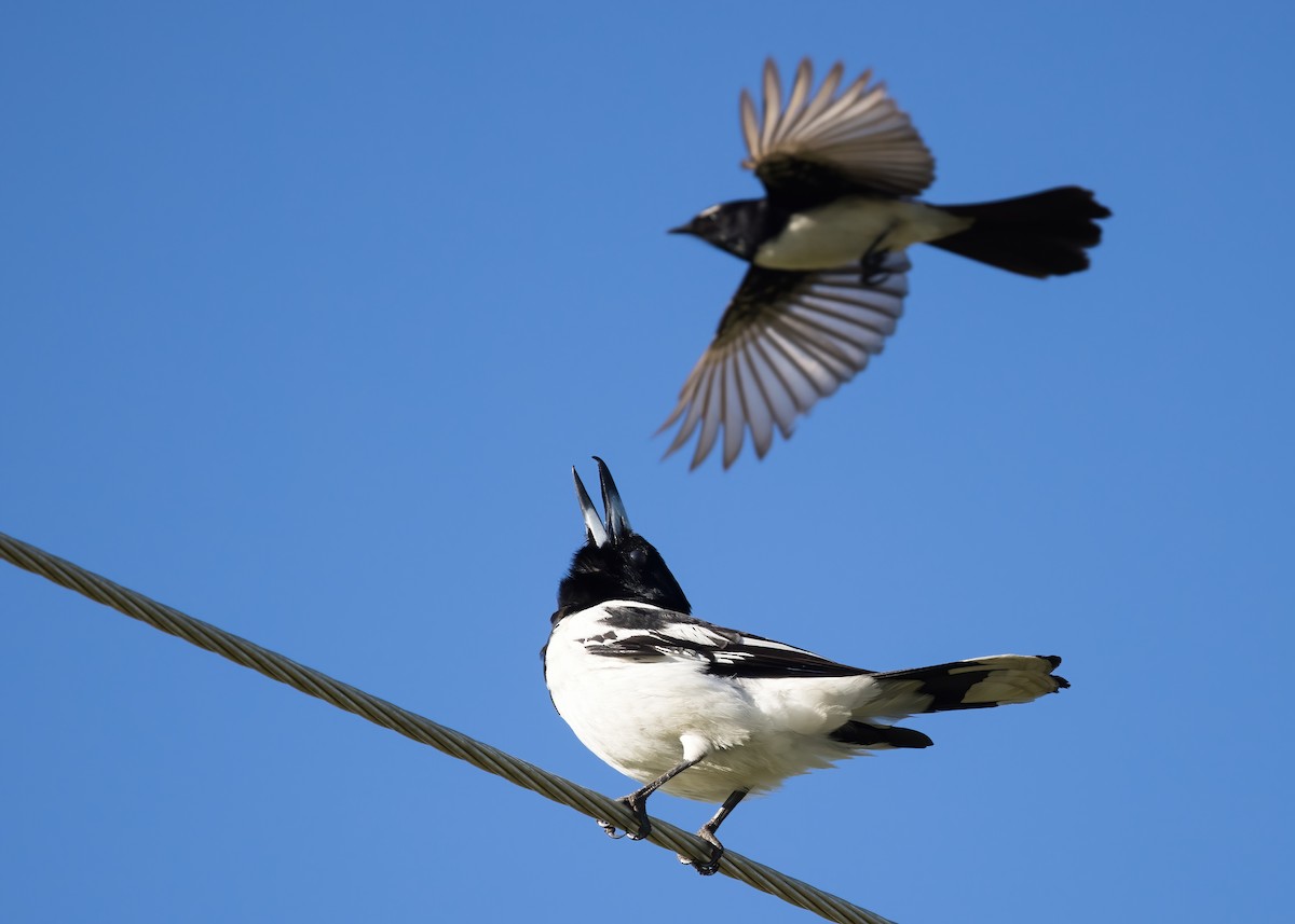 Pied Butcherbird - ML641545452