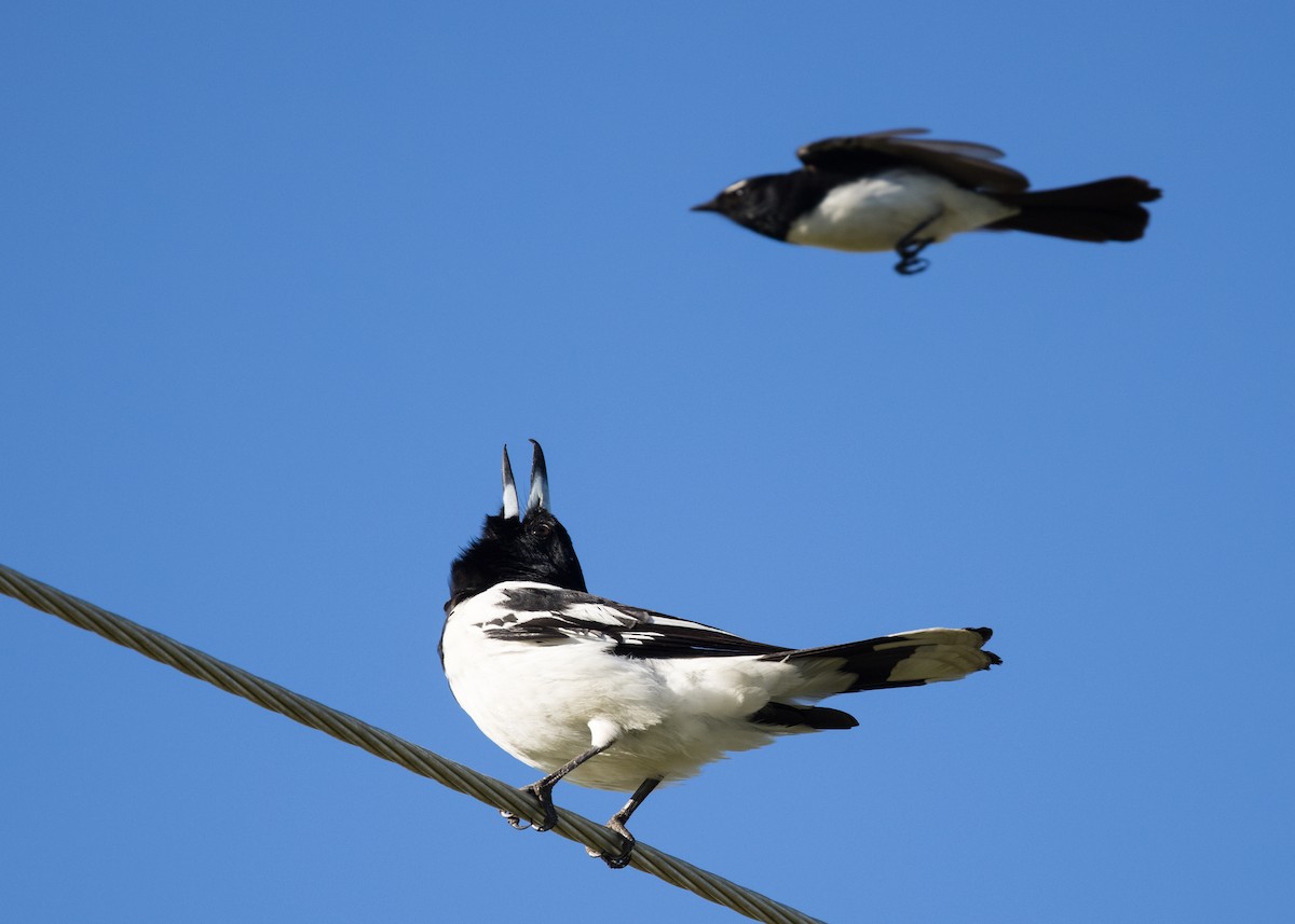 Pied Butcherbird - ML641545453