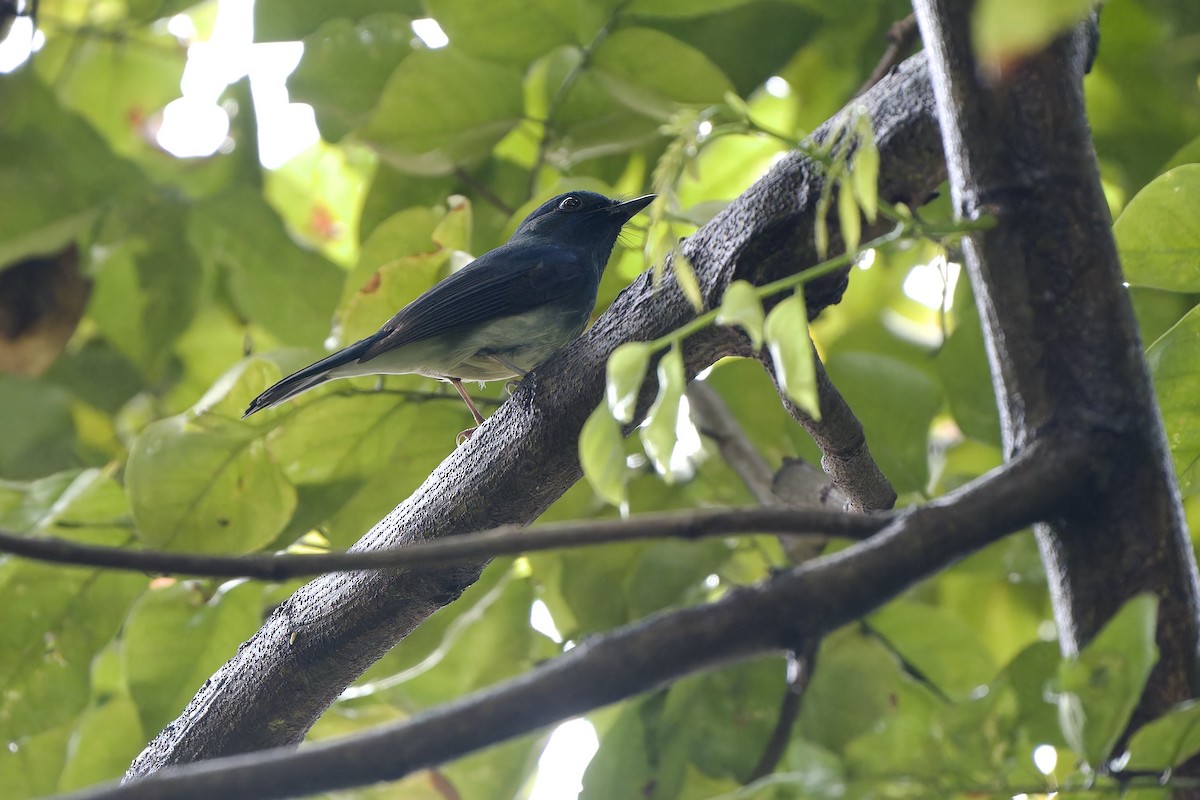 Hainan Blue Flycatcher - ML641545454