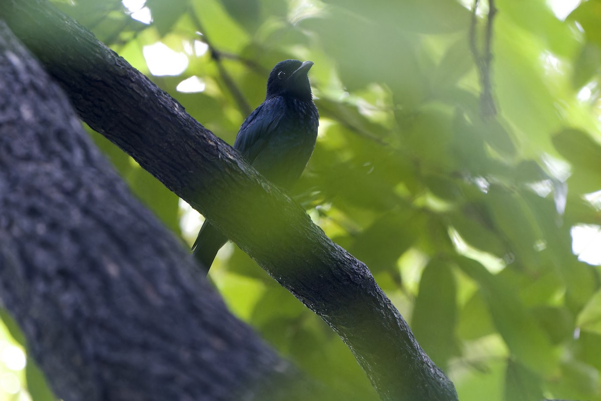 Crow-billed Drongo - ML641545457