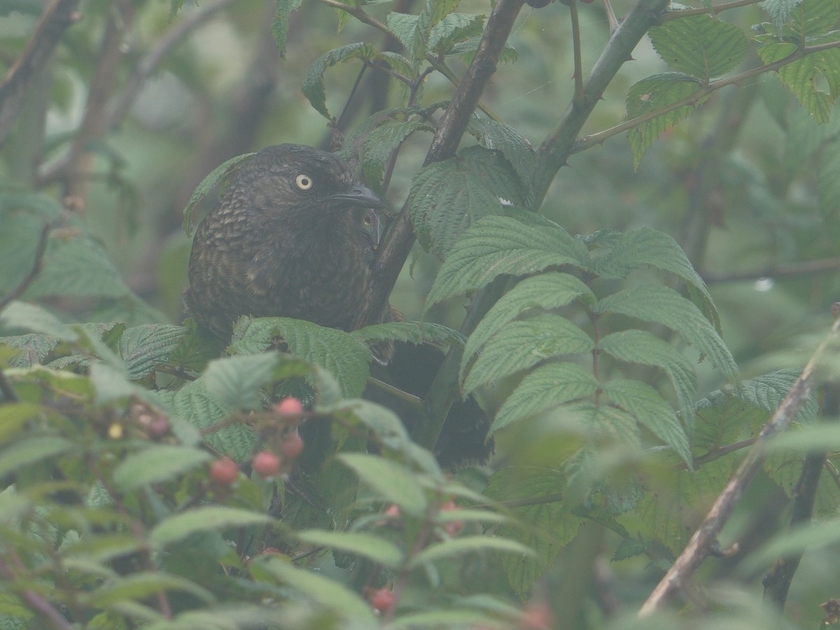 ウロコガビチョウ - ML641545461