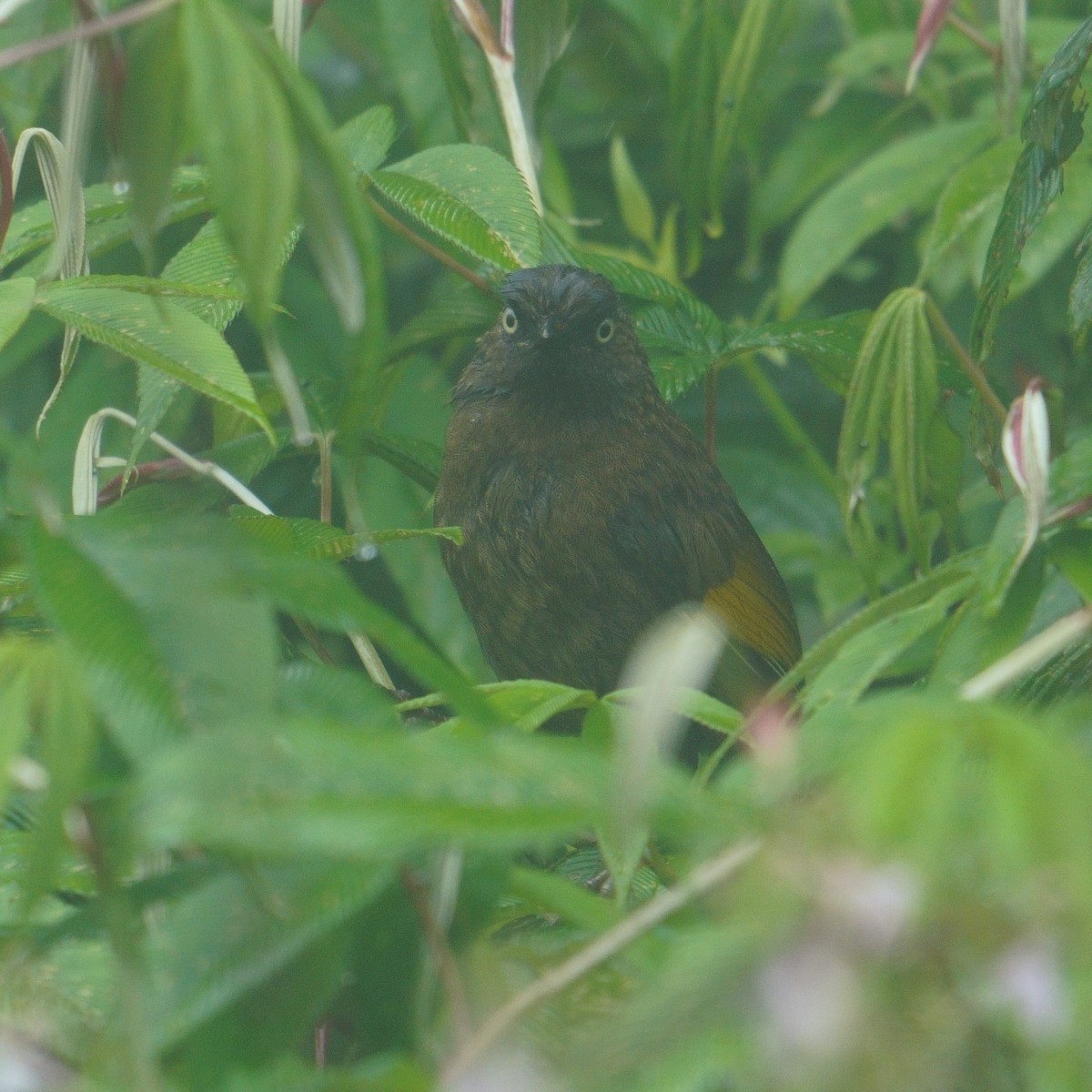 ウロコガビチョウ - ML641545464