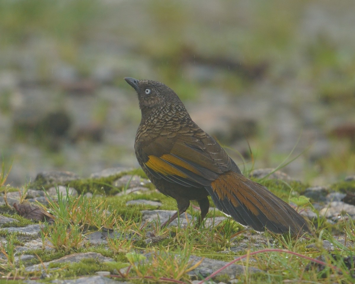 ウロコガビチョウ - ML641545467